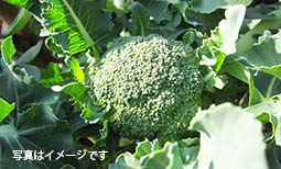 朝市