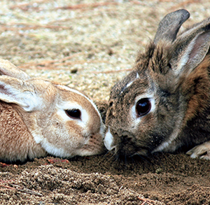 ふれあい動物園